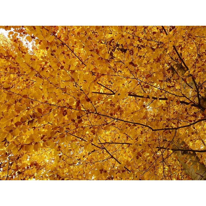 BUK ZWYCZAJNY MROZOODPORNY SZPALER ŻYWOPŁOT 10 szt