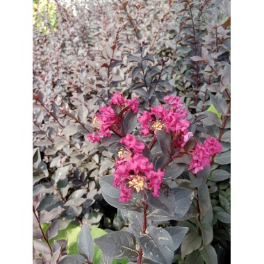 Lagerstroemia indyjska Black Diamond Magenta kwitnie...