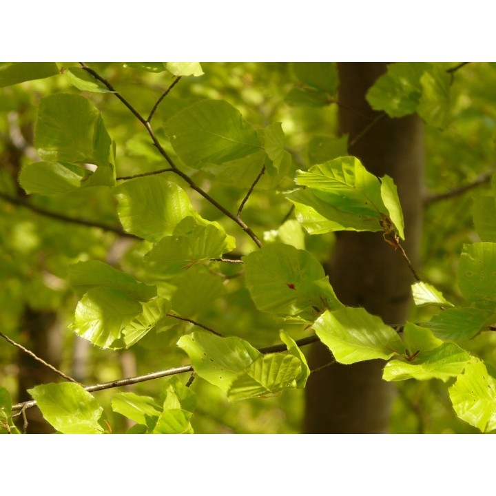 BUK ZWYCZAJNY MROZOODPORNY SZPALER ŻYWOPŁOT 10 szt