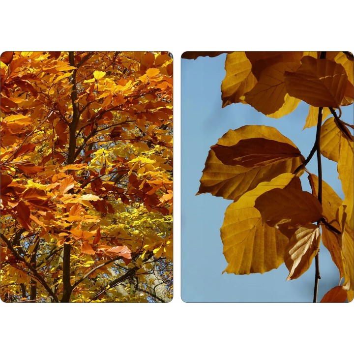 BUK ZWYCZAJNY MROZOODPORNY SZPALER ŻYWOPŁOT 1 szt