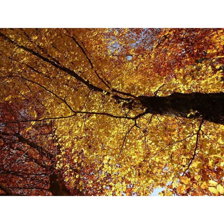 BUK ZWYCZAJNY MROZOODPORNY SZPALER ŻYWOPŁOT 1 szt