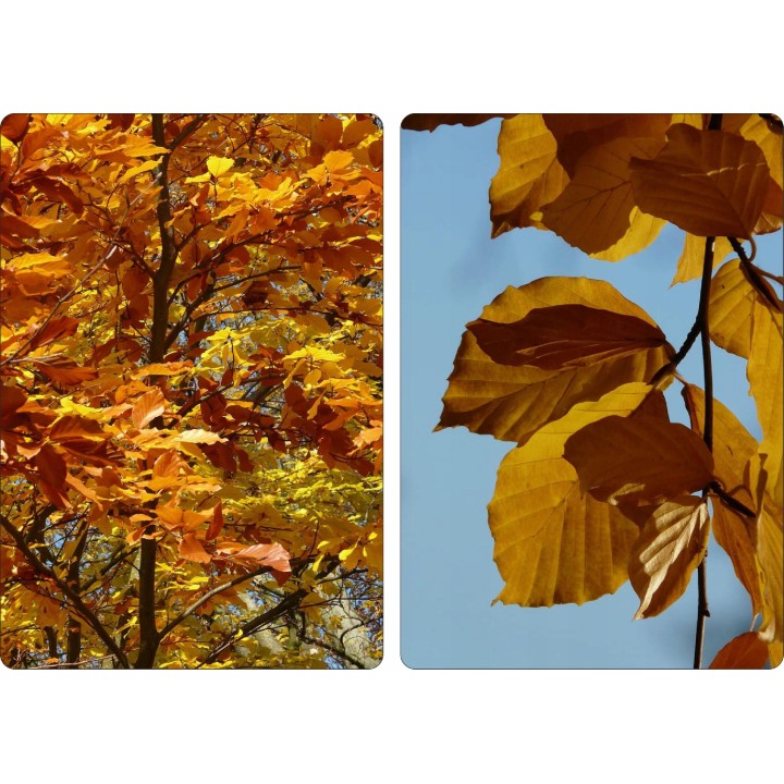 BUK ZWYCZAJNY MROZOODPORNY SZPALER ŻYWOPŁOT 10 szt