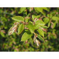 Buk zwyczajny (Fagus sylvatica) sadzonki wys. 30-50 cm na żywopłot - 100 szt.