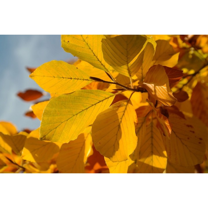 BUK ZWYCZAJNY MROZOODPORNY SZPALER ŻYWOPŁOT 1 szt