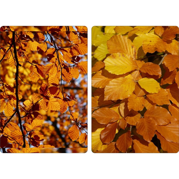 BUK ZWYCZAJNY MROZOODPORNE SADZ. ŻYWOPŁOT 100 szt
