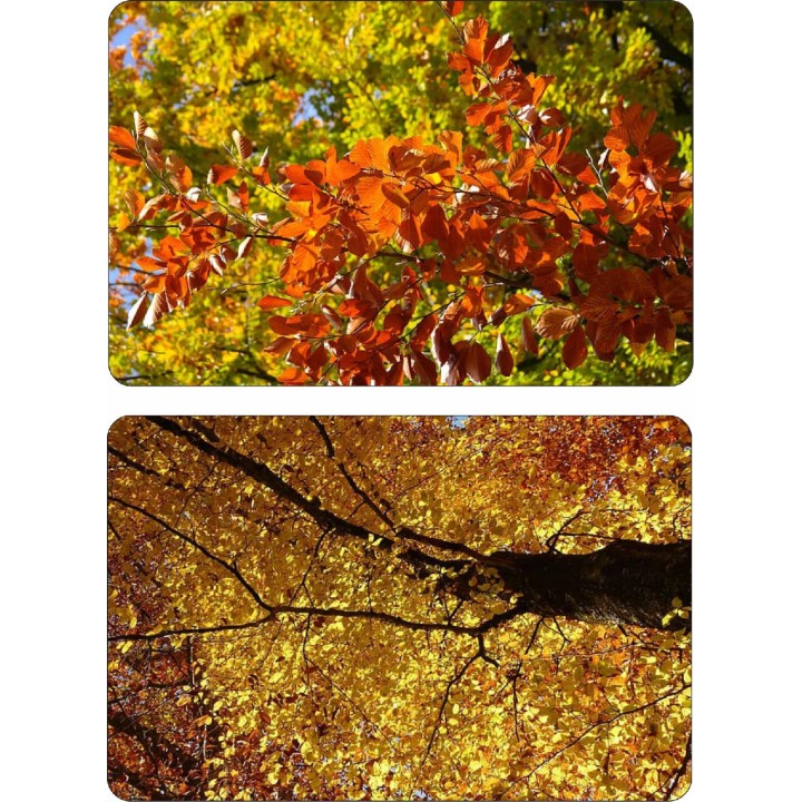 BUK ZWYCZAJNY MROZOODPORNY SZPALER ŻYWOPŁOT 10 szt