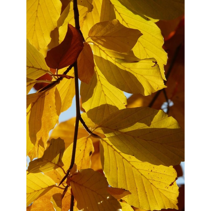 BUK ZWYCZAJNY MROZOODPORNY SZPALER ŻYWOPŁOT 10 szt