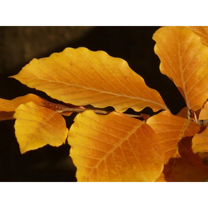 BUK ZWYCZAJNY MROZOODPORNE SADZONKI ŻYWOPŁOT