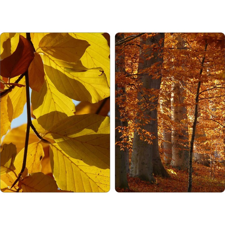 BUK ZWYCZAJNY MROZOODPORNE SADZONKI ŻYWOPŁOT