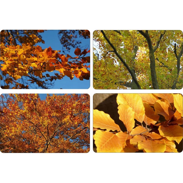 BUK ZWYCZAJNY MROZOODPORNY SZPALER ŻYWOPŁOT 10 szt