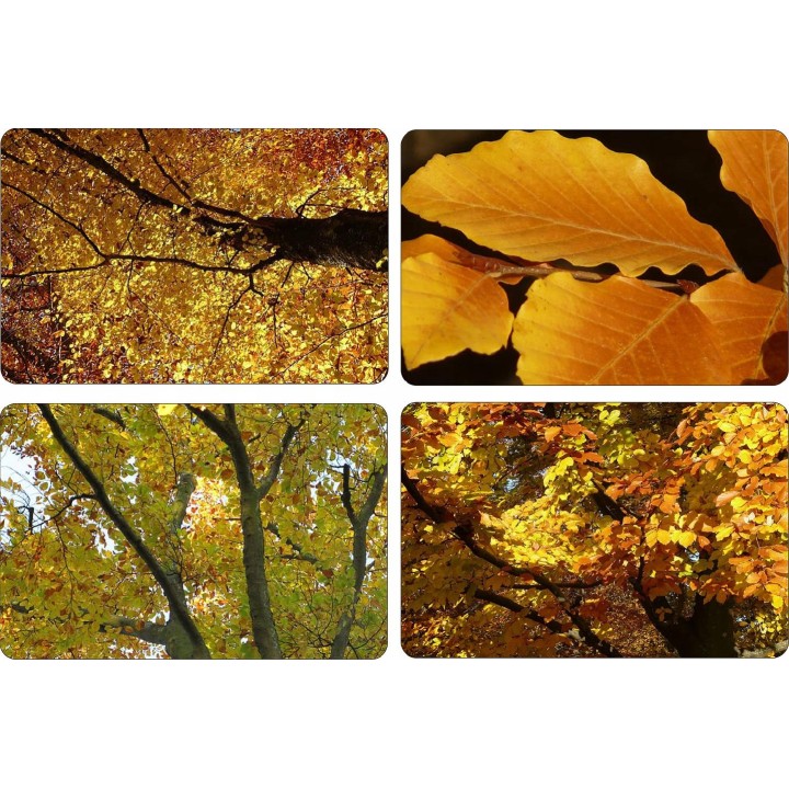 BUK ZWYCZAJNY MROZOODPORNE SADZ. ŻYWOPŁOT 100 szt