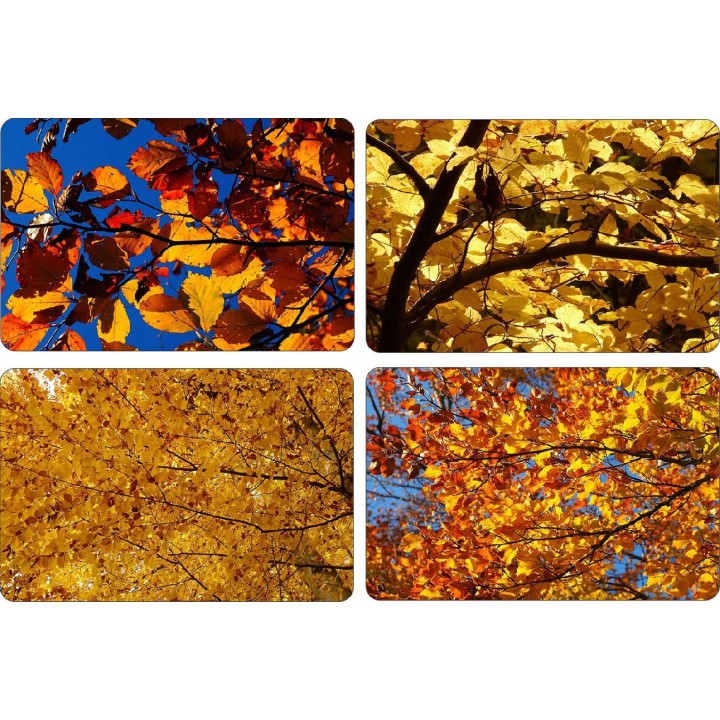 BUK ZWYCZAJNY MROZOODPORNE SADZONKI ŻYWOPŁOT