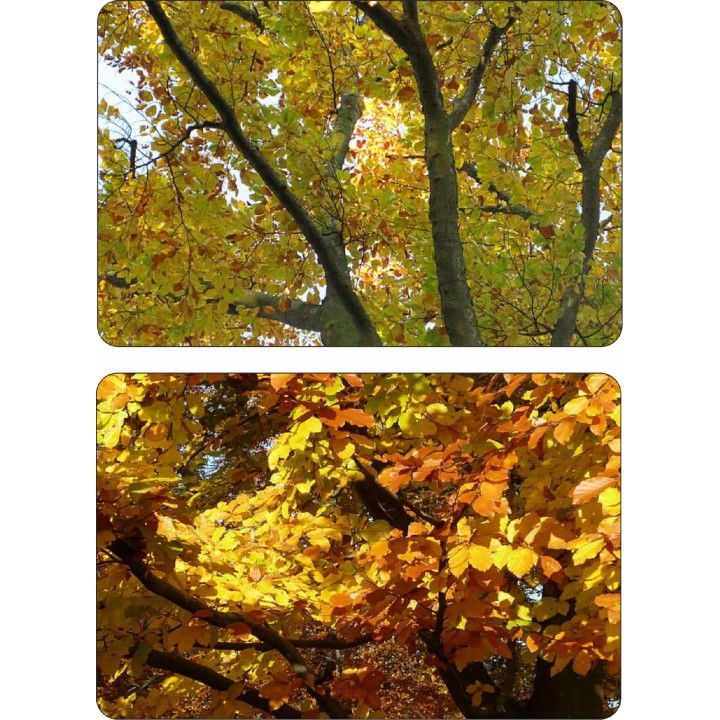 BUK ZWYCZAJNY MROZOODPORNY SZPALER ŻYWOPŁOT 10 szt