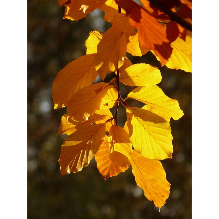 BUK ZWYCZAJNY MROZOODPORNE SADZONKI ŻYWOPŁOT