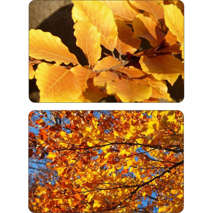 BUK ZWYCZAJNY MROZOODPORNY SZPALER ŻYWOPŁOT 10 szt