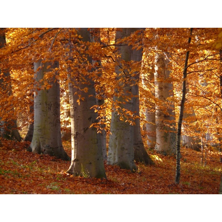 BUK ZWYCZAJNY MROZOODPORNE SADZONKI ŻYWOPŁOT