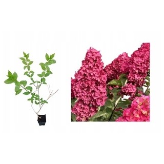 Hortensja Bukietowa FRAISE MELBA DUŻA Sadzonka
