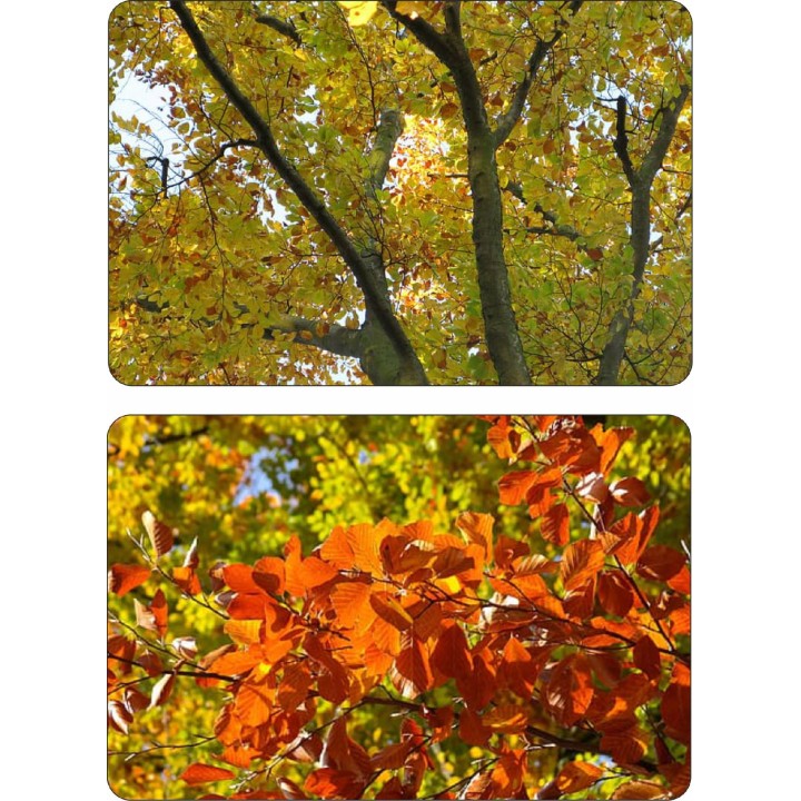 BUK ZWYCZAJNY MROZOODPORNE SADZONKI ŻYWOPŁOT