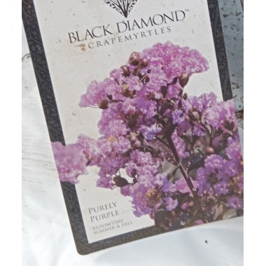 Lagerstroemia Black Diamond PURELY PURPLE fioletowa,...