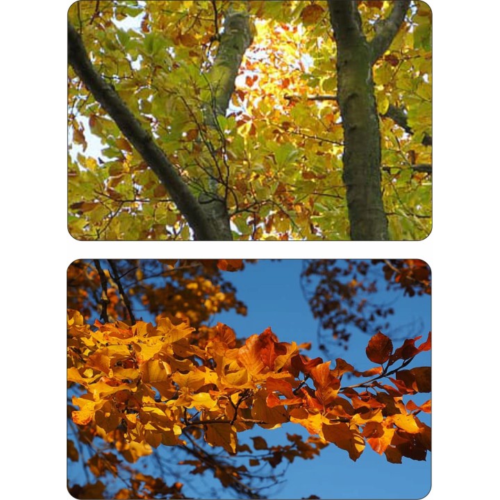 BUK ZWYCZAJNY MROZOODPORNE SADZ. ŻYWOPŁOT 100 szt