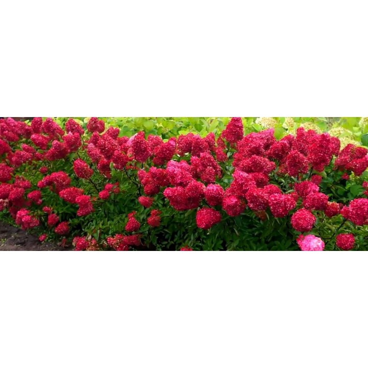 Hortensja Bukietowa FRAISE MELBA DUŻA Sadzonka