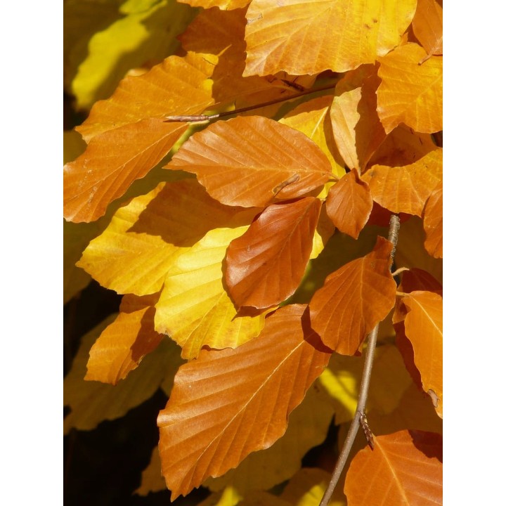 BUK ZWYCZAJNY MROZOODPORNY SZPALER ŻYWOPŁOT 10 szt