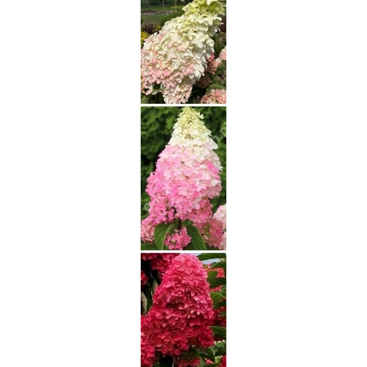Hortensja Bukietowa FRAISE MELBA DUŻA Sadzonka