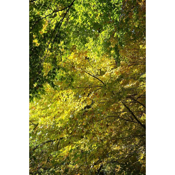 BUK ZWYCZAJNY MROZOODPORNY SZPALER ŻYWOPŁOT 10 szt