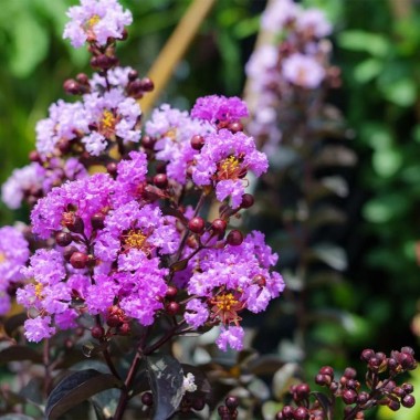 Lagerstroemia indyjska Black Diamond LAVENDER LACE...