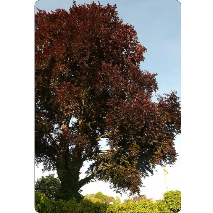 BUK ZWYCZAJNY MROZOODPORNE SADZONKI ŻYWOPŁOT