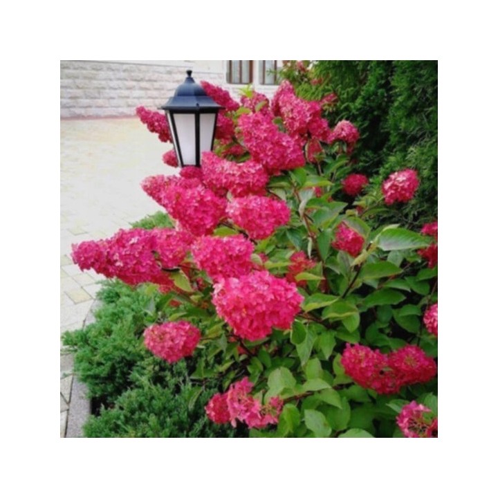 Hortensja Bukietowa FRAISE MELBA DUŻA Sadzonka