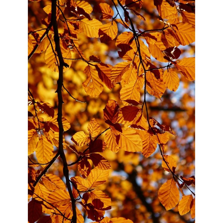 BUK ZWYCZAJNY MROZOODPORNY SZPALER ŻYWOPŁOT 10 szt