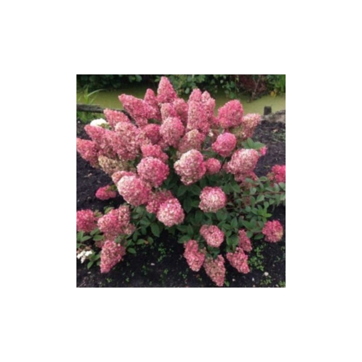 Hortensja Bukietowa FRAISE MELBA DUŻA Sadzonka