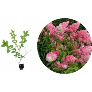 Hortensja Bukietowa VANILLA FRAISE DUŻA Sadzonka NOWOŚĆ!