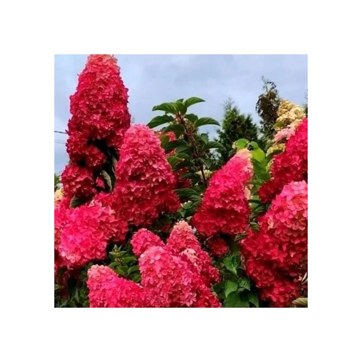 Hortensja Bukietowa FRAISE MELBA DUŻA Sadzonka