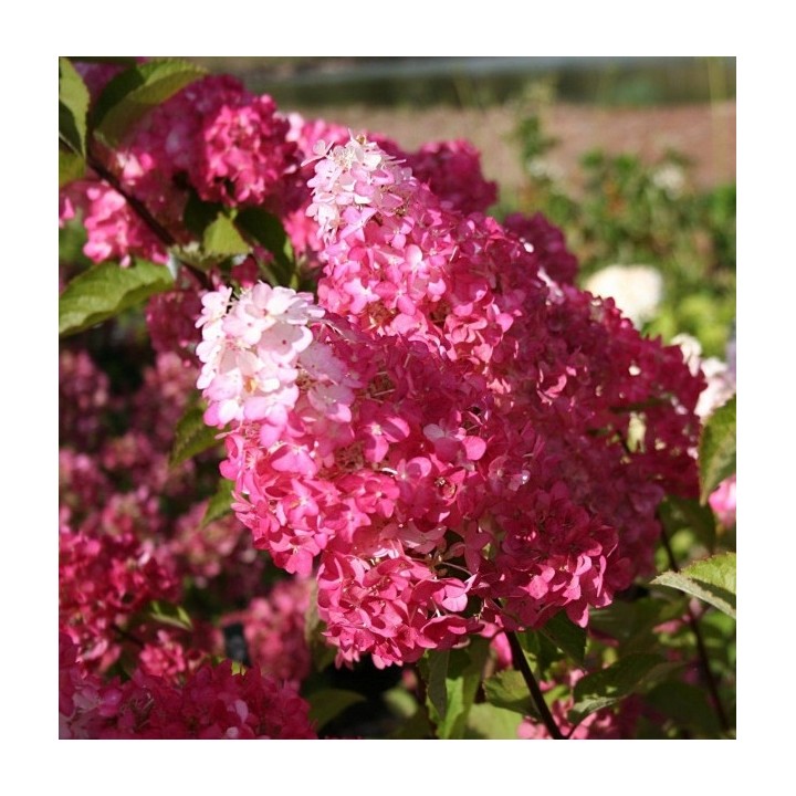 Hortensja Bukietowa FRAISE MELBA DUŻA Sadzonka
