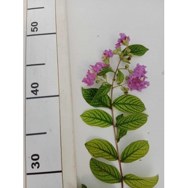 LAGERSTROEMIA INDYJSKA PŁOŻĄCA Strisciante Viola