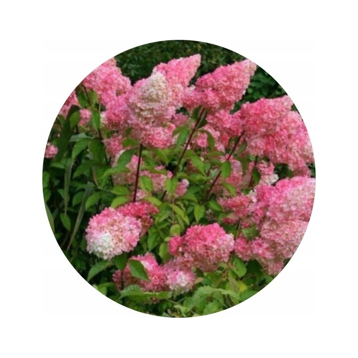 Hortensja Bukietowa VANILLA FRAISE DUŻA Sadzonka NOWOŚĆ!