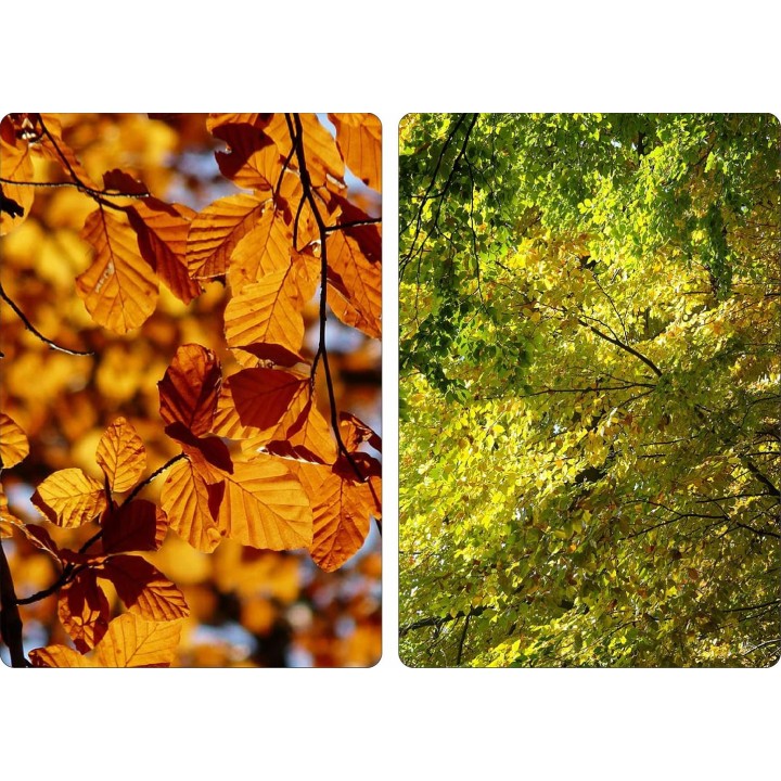 BUK ZWYCZAJNY MROZOODPORNE SADZONKI ŻYWOPŁOT