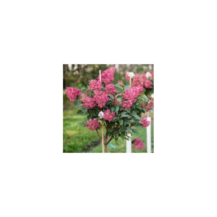 Hortensja Bukietowa FRAISE MELBA DUŻA Sadzonka