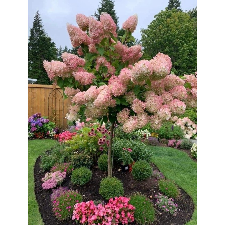 Hortensja Bukietowa VANILLA FRAISE DUŻA Sadzonka NOWOŚĆ!