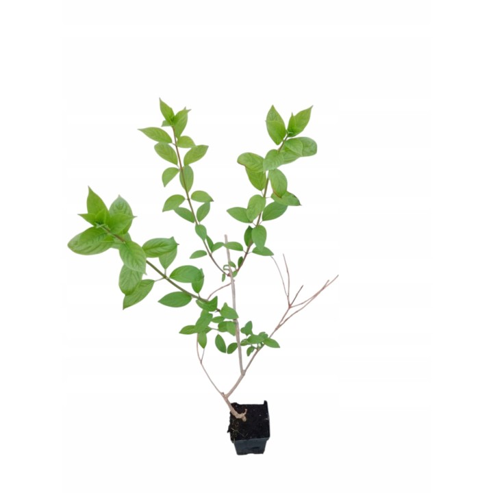 Hortensja Bukietowa FRAISE MELBA DUŻA Sadzonka