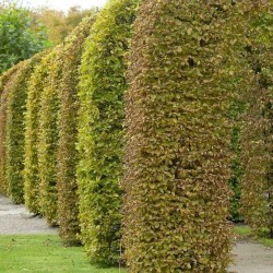 Buk zwyczajny (Fagus sylvatica) duża sadzonka obwód pnia 14-16 cm drzewo alejowe