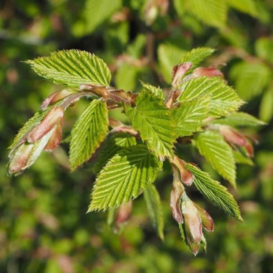 Buk zwyczajny piękny na szpalery żywopłot obwód pnia...