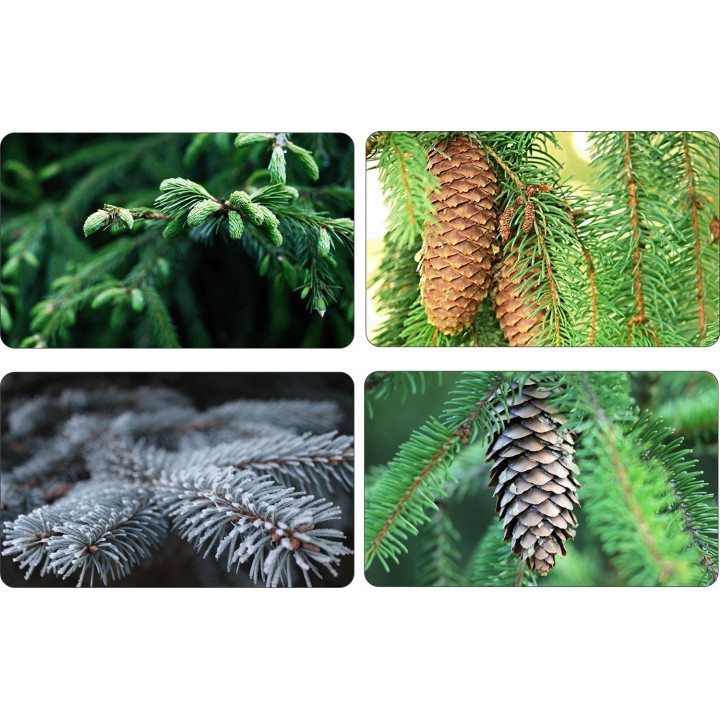 Świerk Srebrny 80–100 cm — zdrowa sadzonka z paszportem, idealna do ogrodu