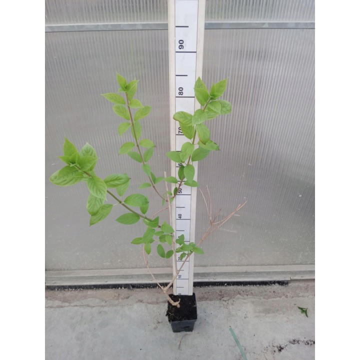 Hortensja Bukietowa VANILLA FRAISE DUŻA Sadzonka NOWOŚĆ!