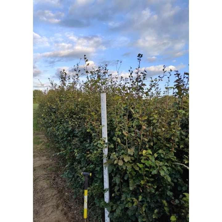 Buk zwyczajny duży Fagus sylvatica obwód pnia od 14-16 cm drzewo alejowe