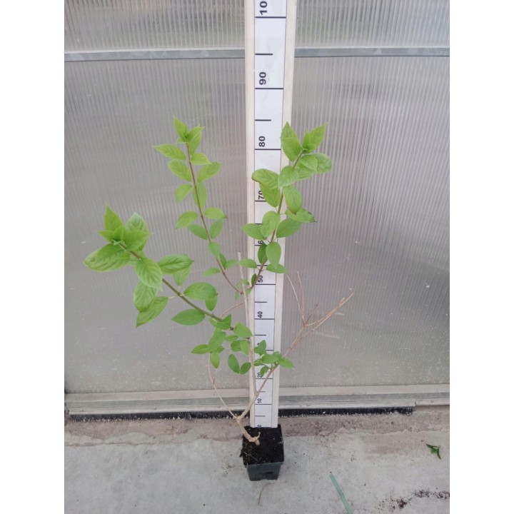 Hortensja Bukietowa FRAISE MELBA DUŻA Sadzonka