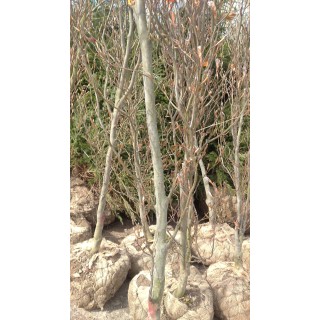 Buk zwyczajny duży Fagus sylvatica obwód pnia od 12-14cm drzewo alejowe