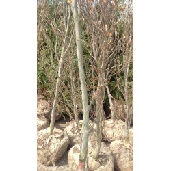 Buk zwyczajny (Fagus sylvatica) duża sadzonka obwód pnia 12-14 cm drzewo alejowe